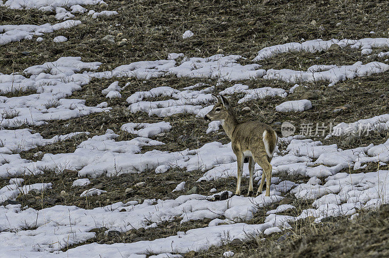 白尾鹿(Odocoileus virginianus)，也被称为白尾鹿，是一种土生土长的美国中型鹿。